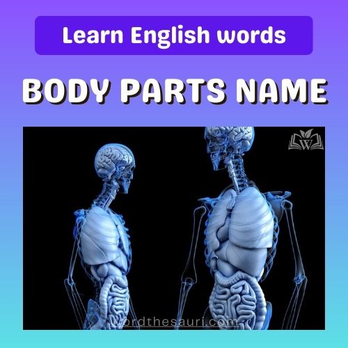 List of Body Parts